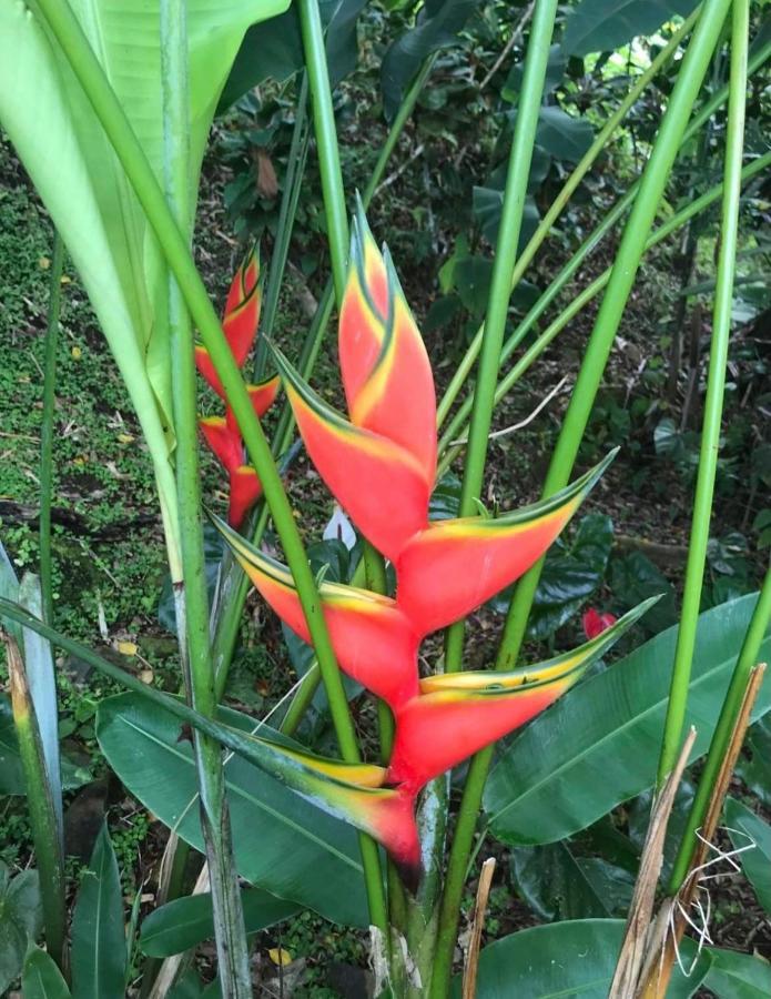 Couleur Caraibes-Cocobeach Martinique Pierre Et Vacances แซ็งต์-ลูซ ภายนอก รูปภาพ