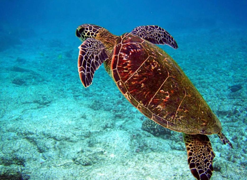 Couleur Caraibes-Cocobeach Martinique Pierre Et Vacances แซ็งต์-ลูซ ภายนอก รูปภาพ