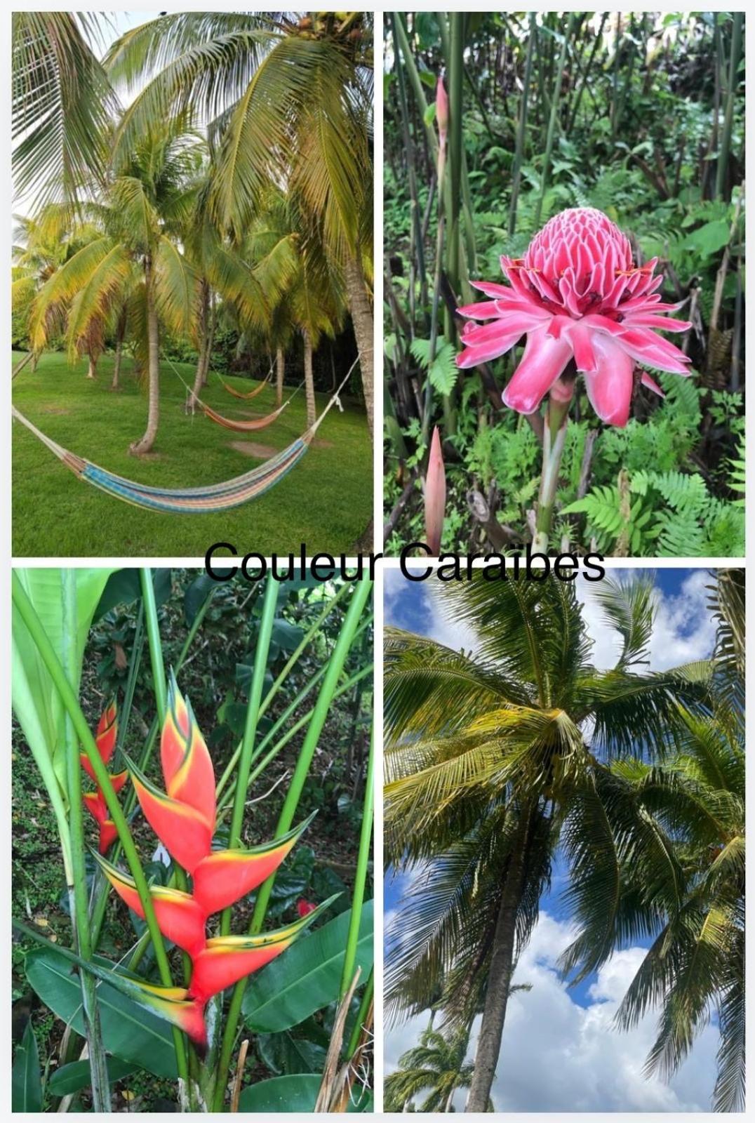 Couleur Caraibes-Cocobeach Martinique Pierre Et Vacances แซ็งต์-ลูซ ภายนอก รูปภาพ