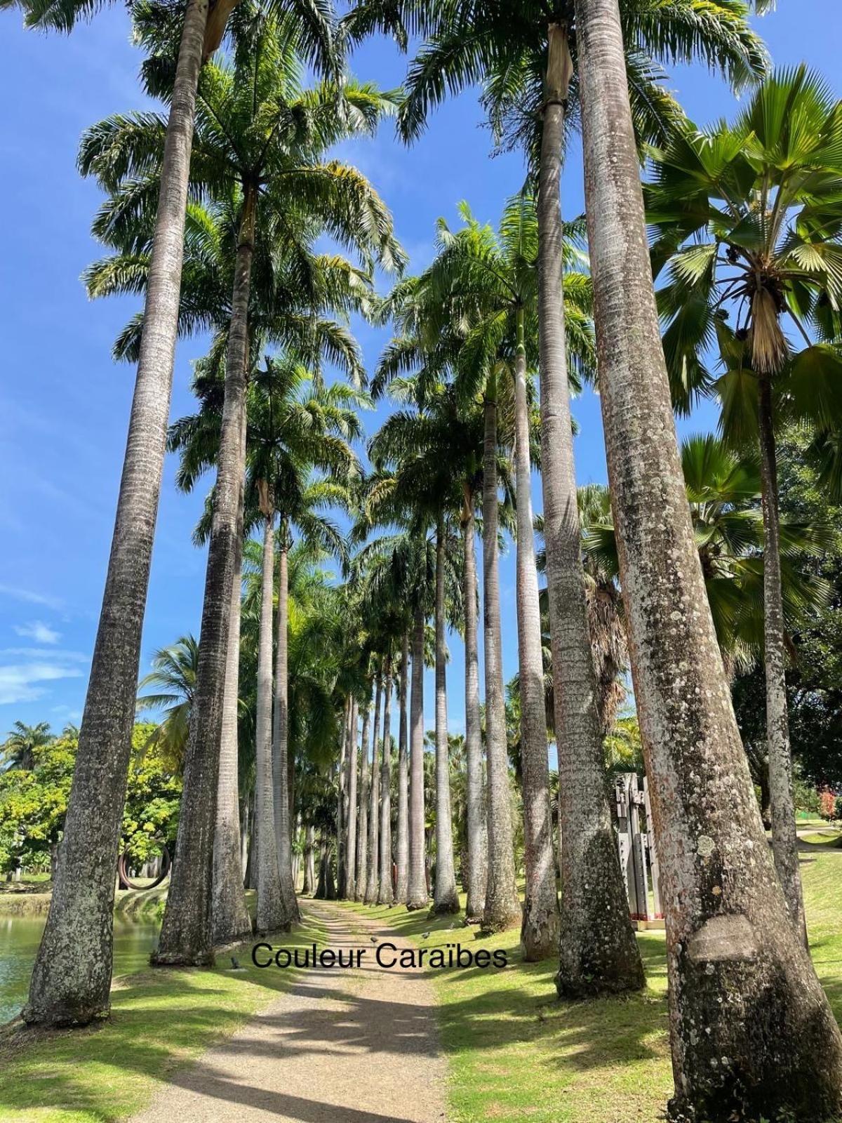 Couleur Caraibes-Cocobeach Martinique Pierre Et Vacances แซ็งต์-ลูซ ภายนอก รูปภาพ